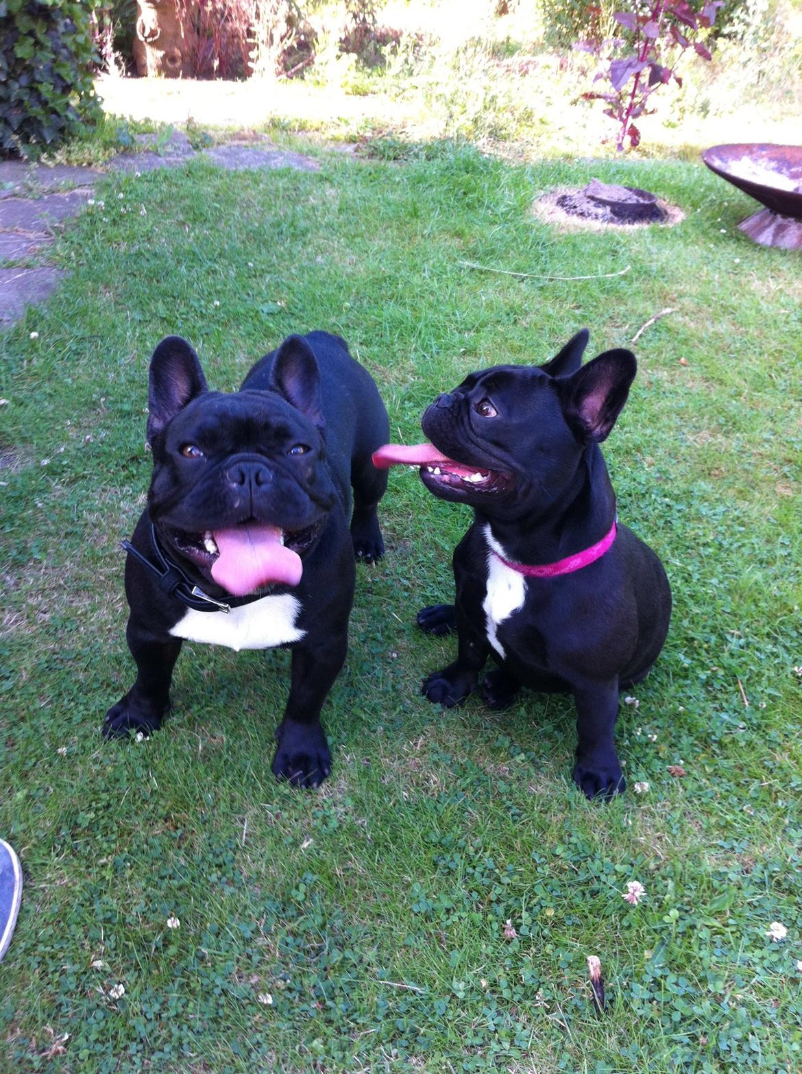 Fransk bulldog Rehab´s Whisky aka Vincent aka Hr. Vimse - Mig og min søster Carla billede 12