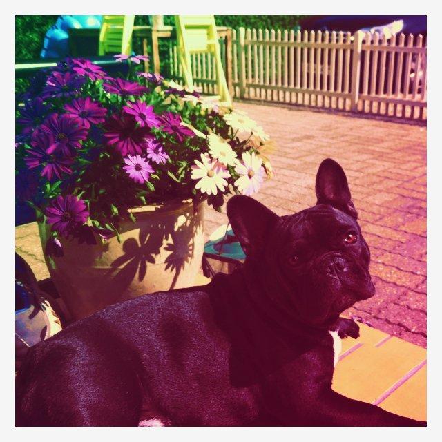 Fransk bulldog Rehab´s Whisky aka Vincent aka Hr. Vimse - ummmhhhh nyder solen billede 5