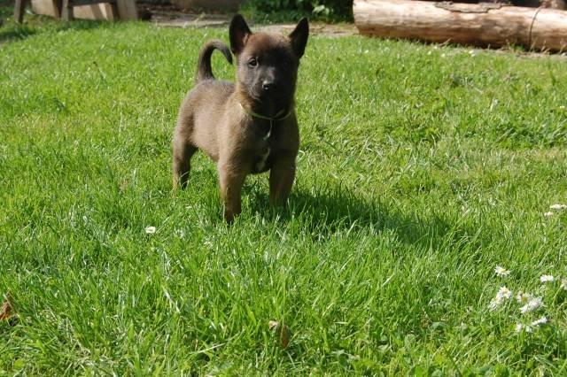 Malinois D-j ( Zerberuzdk.dk ) billede 2