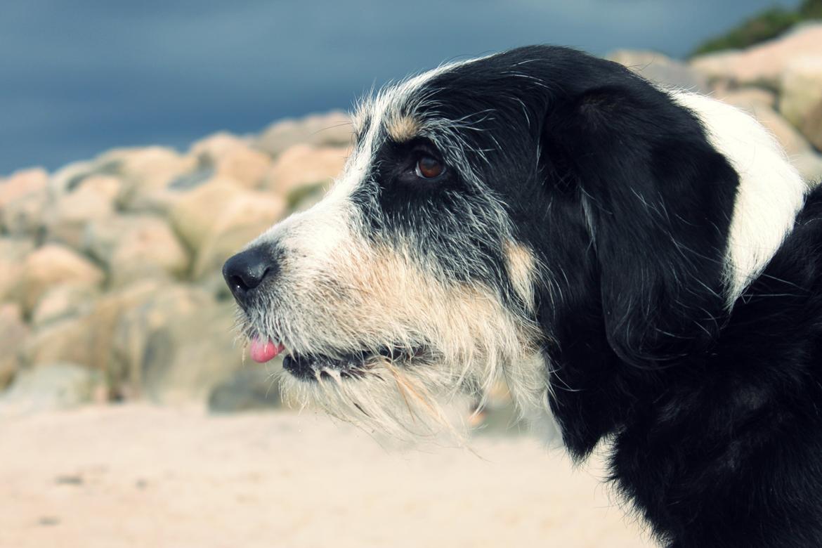 Blanding af racer Loke billede 1