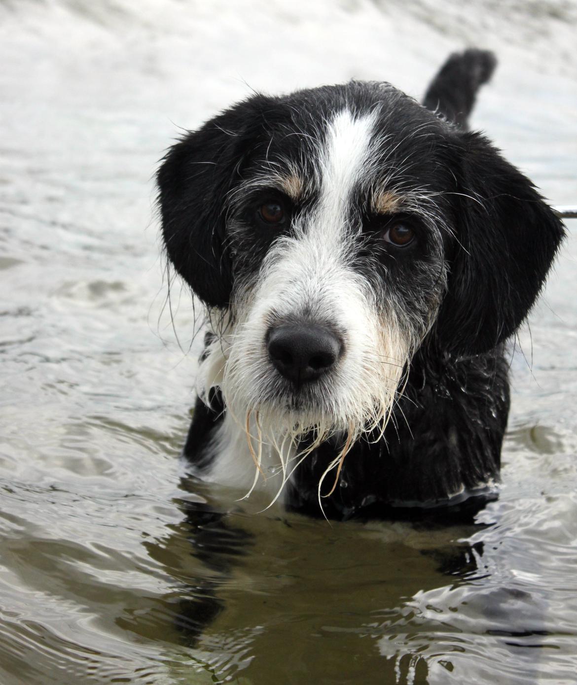 Blanding af racer Loke billede 3