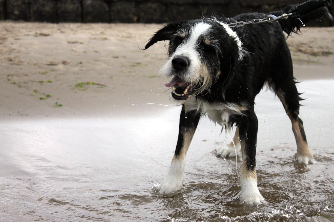 Blanding af racer Loke billede 4