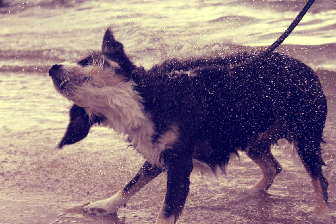 Blanding af racer Loke billede 5