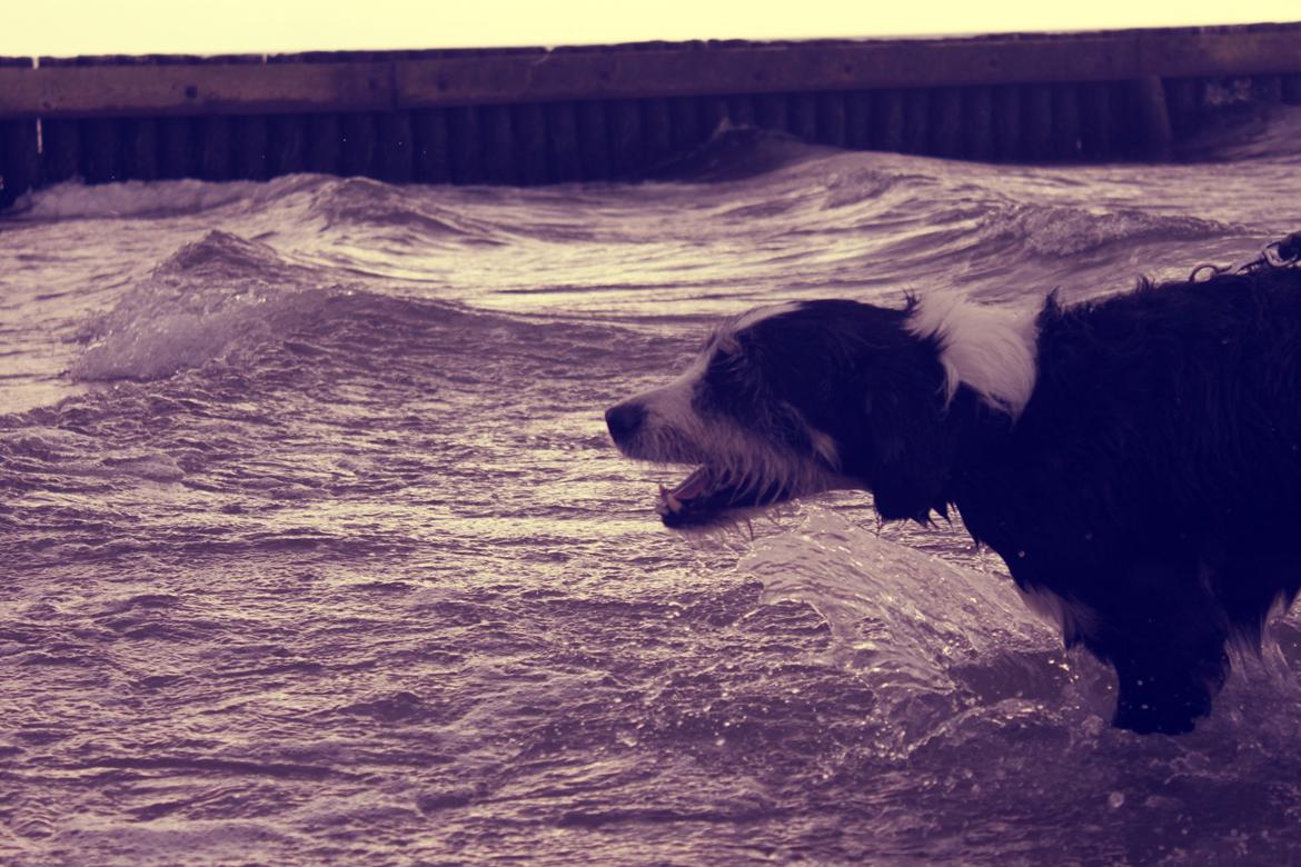 Blanding af racer Loke billede 6