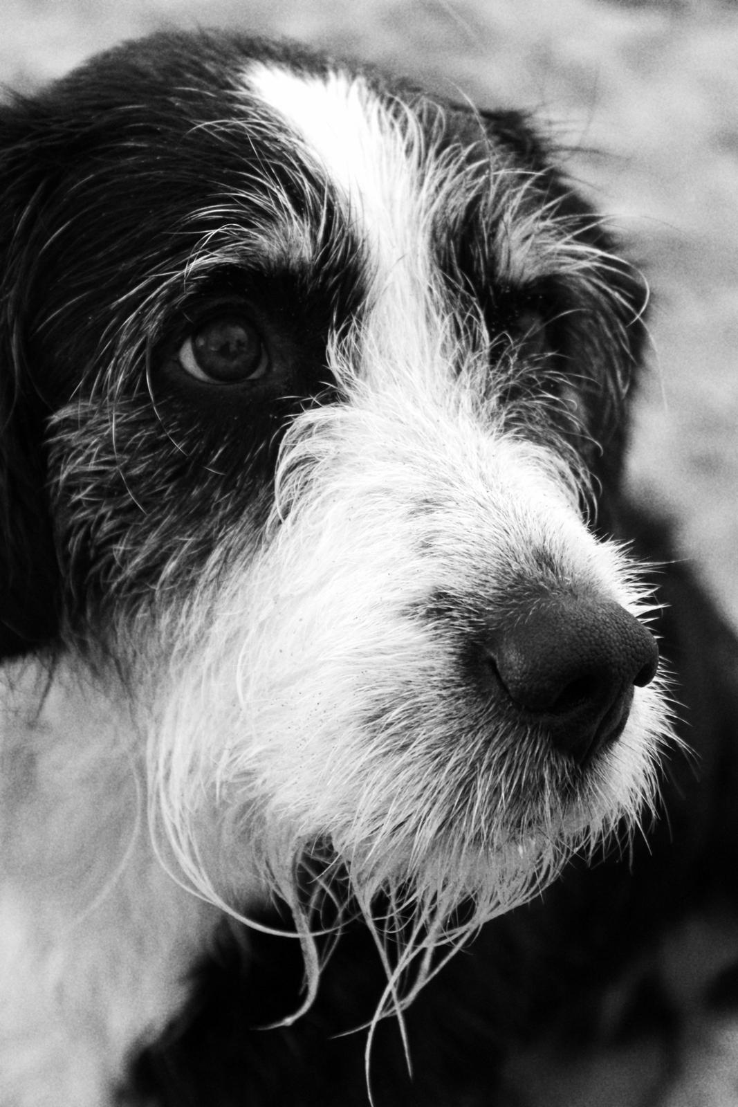 Blanding af racer Loke billede 7