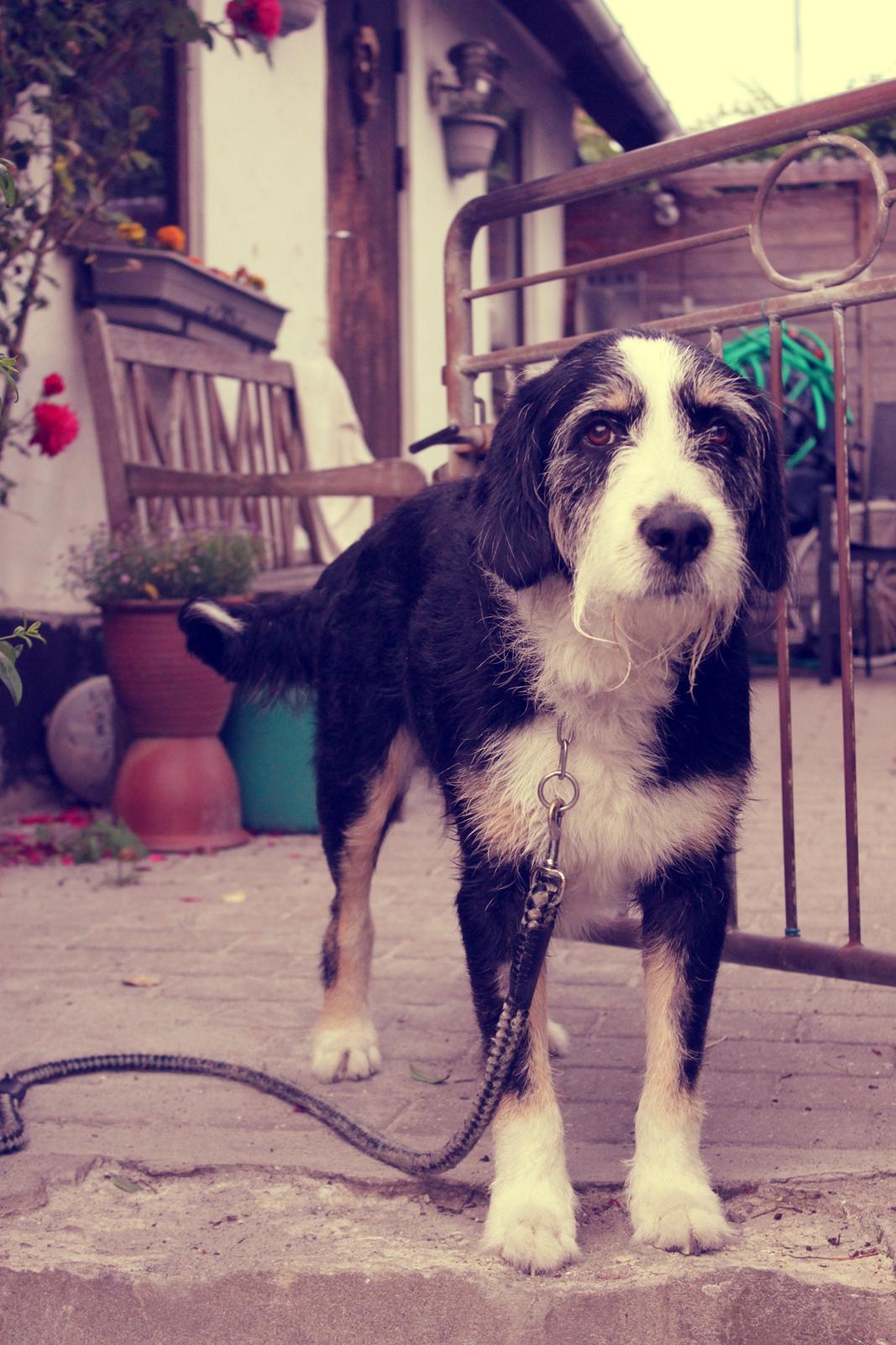 Blanding af racer Loke billede 8