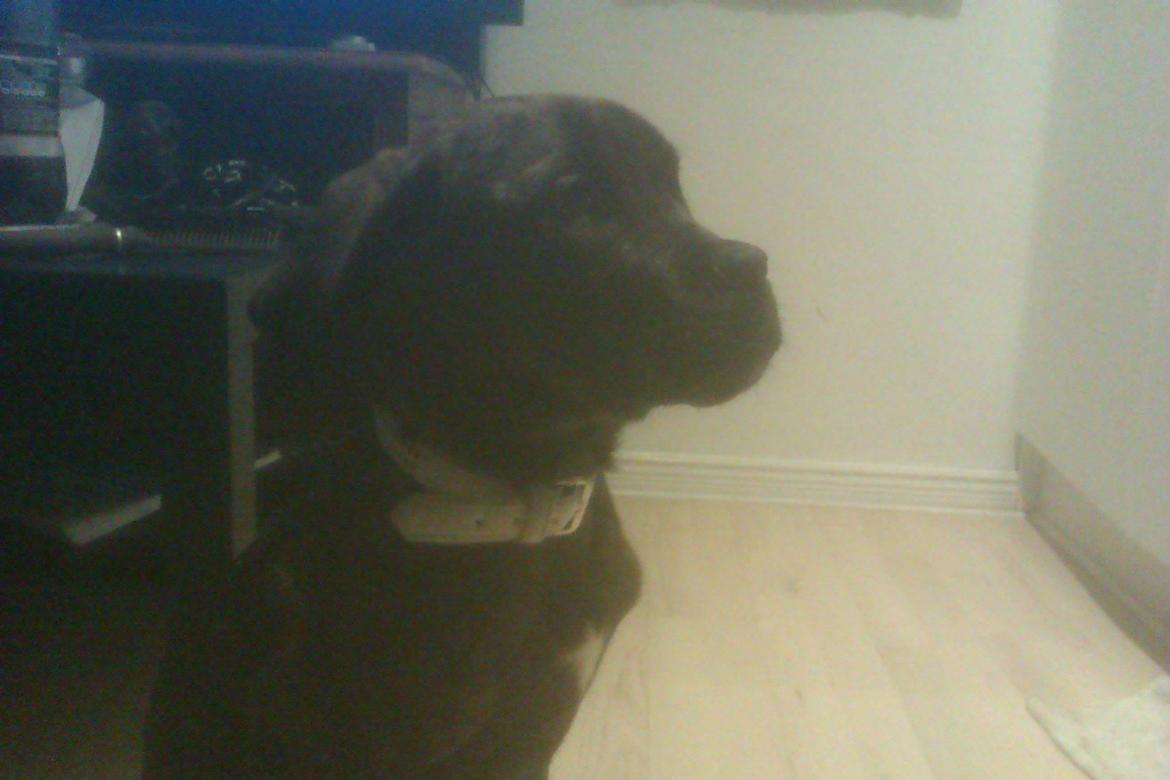 Dogo canario Simba billede 1