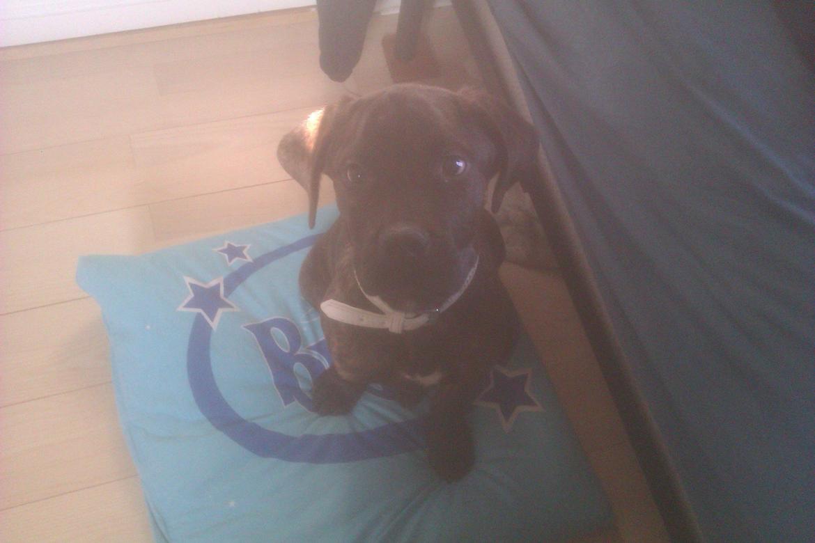 Dogo canario Simba billede 2