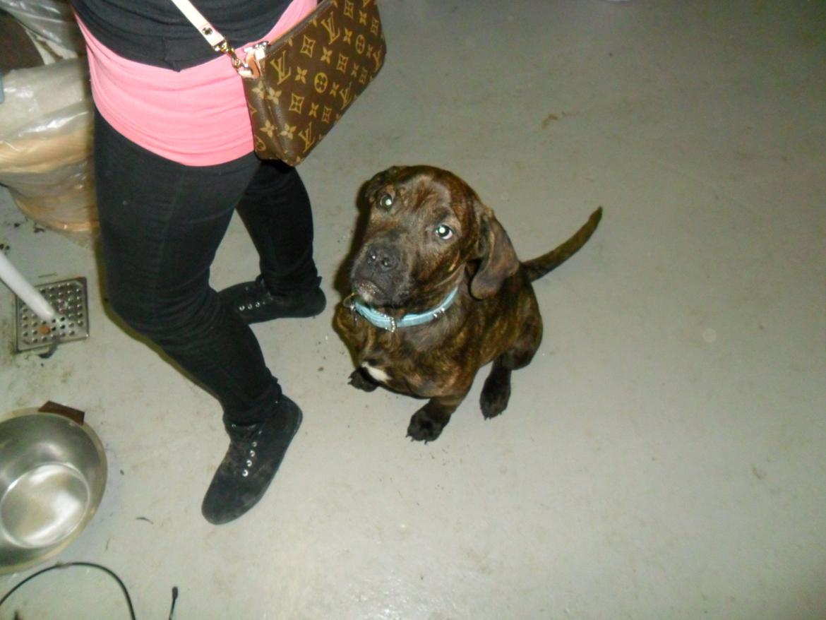 Dogo canario Simba billede 3