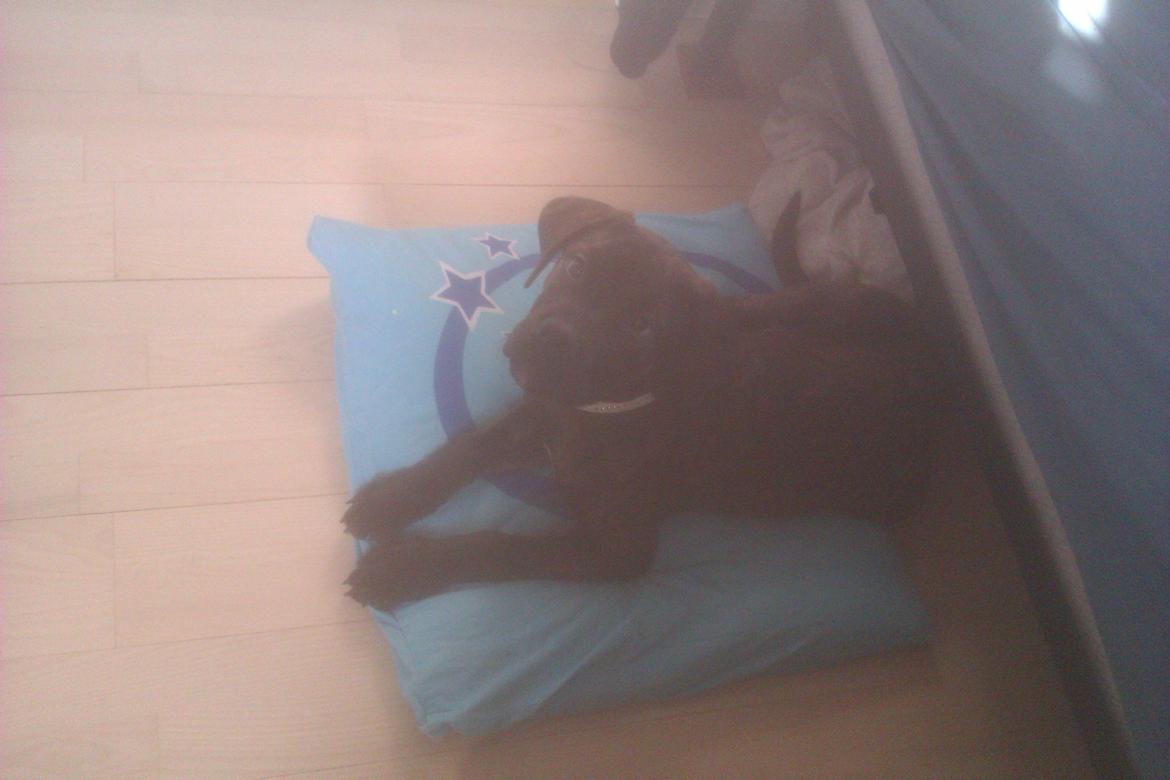 Dogo canario Simba billede 4