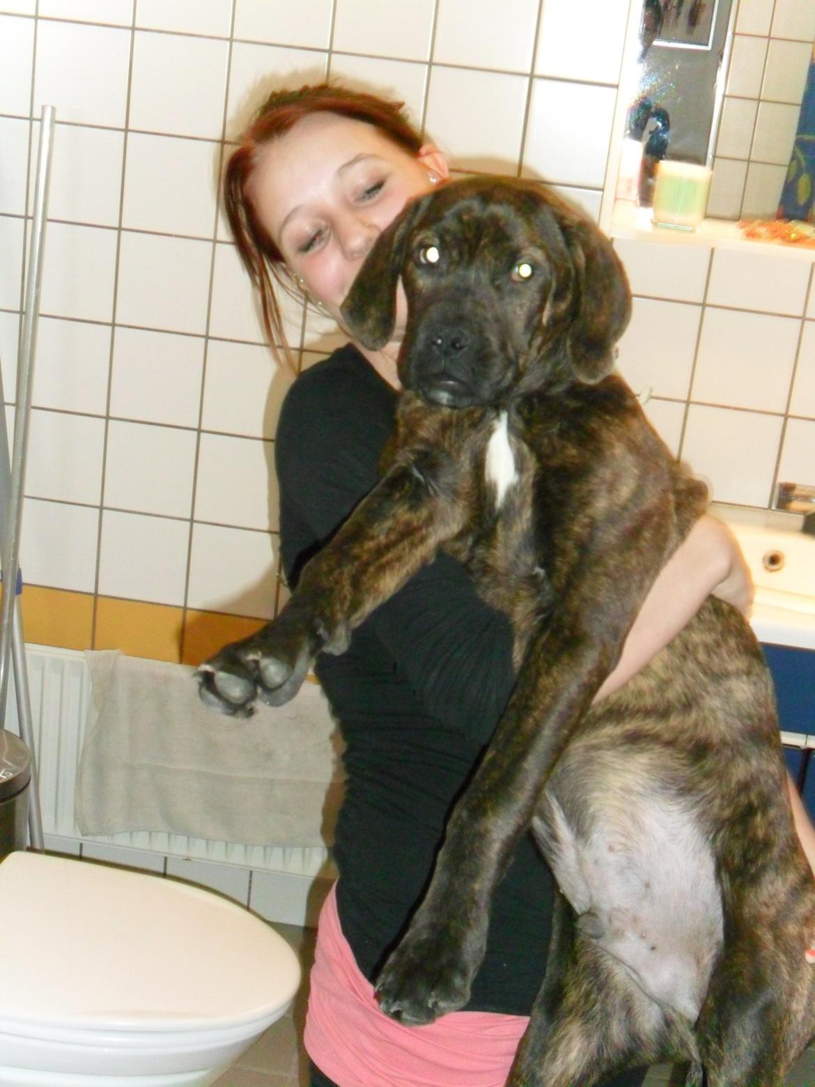 Dogo canario Simba billede 5