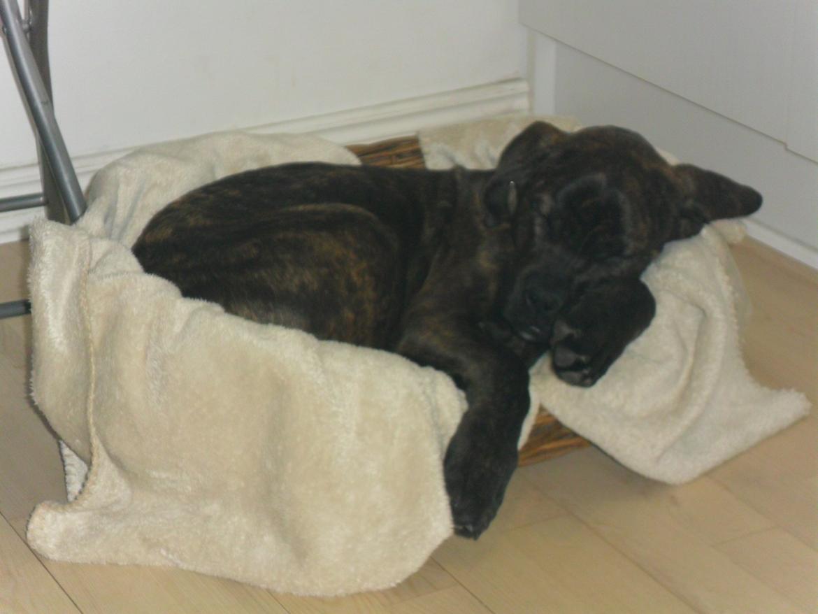 Dogo canario Simba billede 6