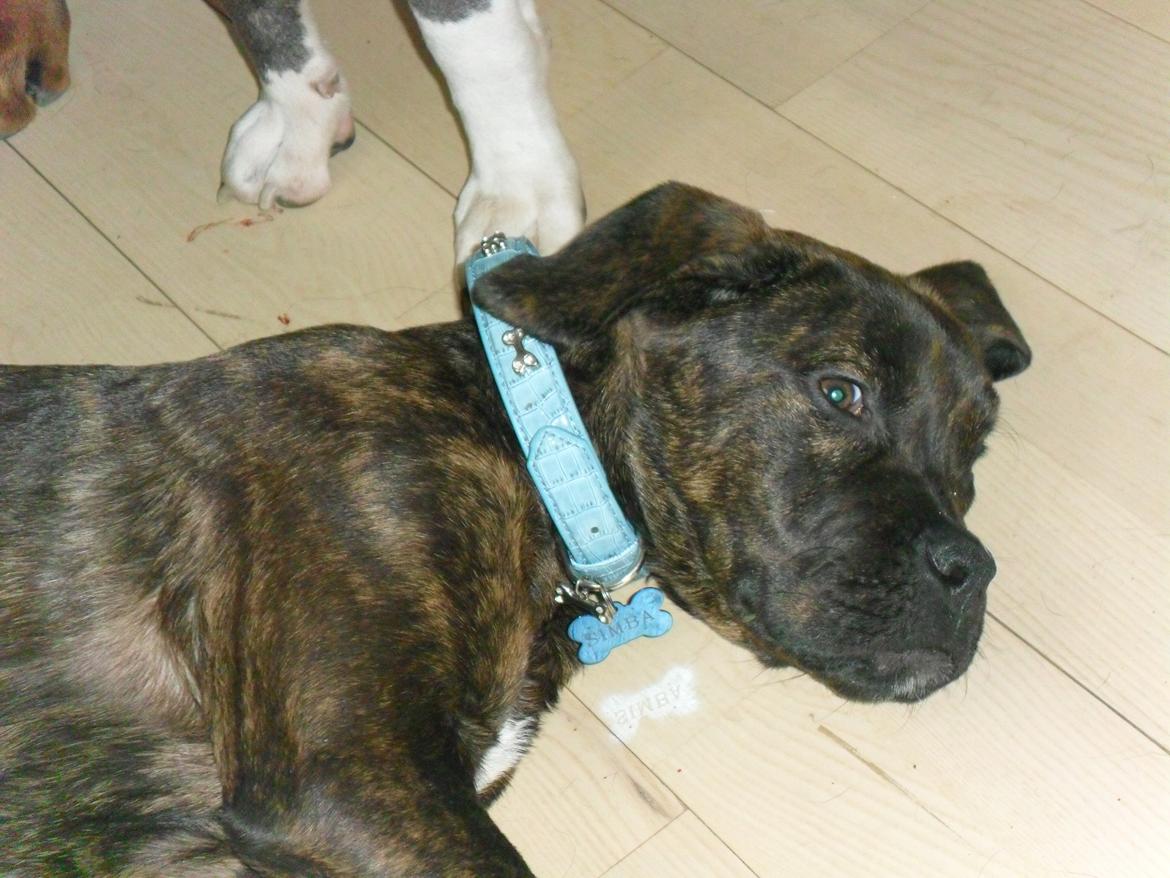 Dogo canario Simba billede 7