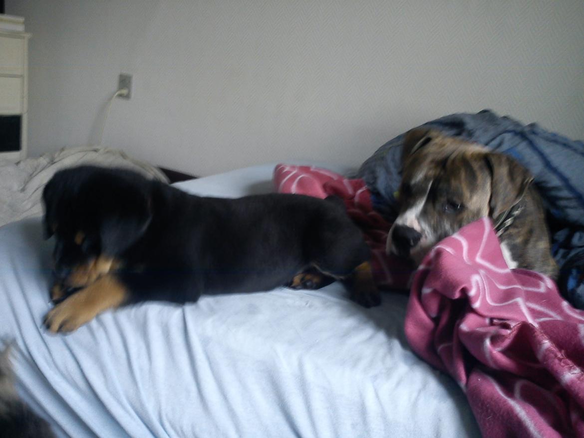 Rottweiler milla billede 7