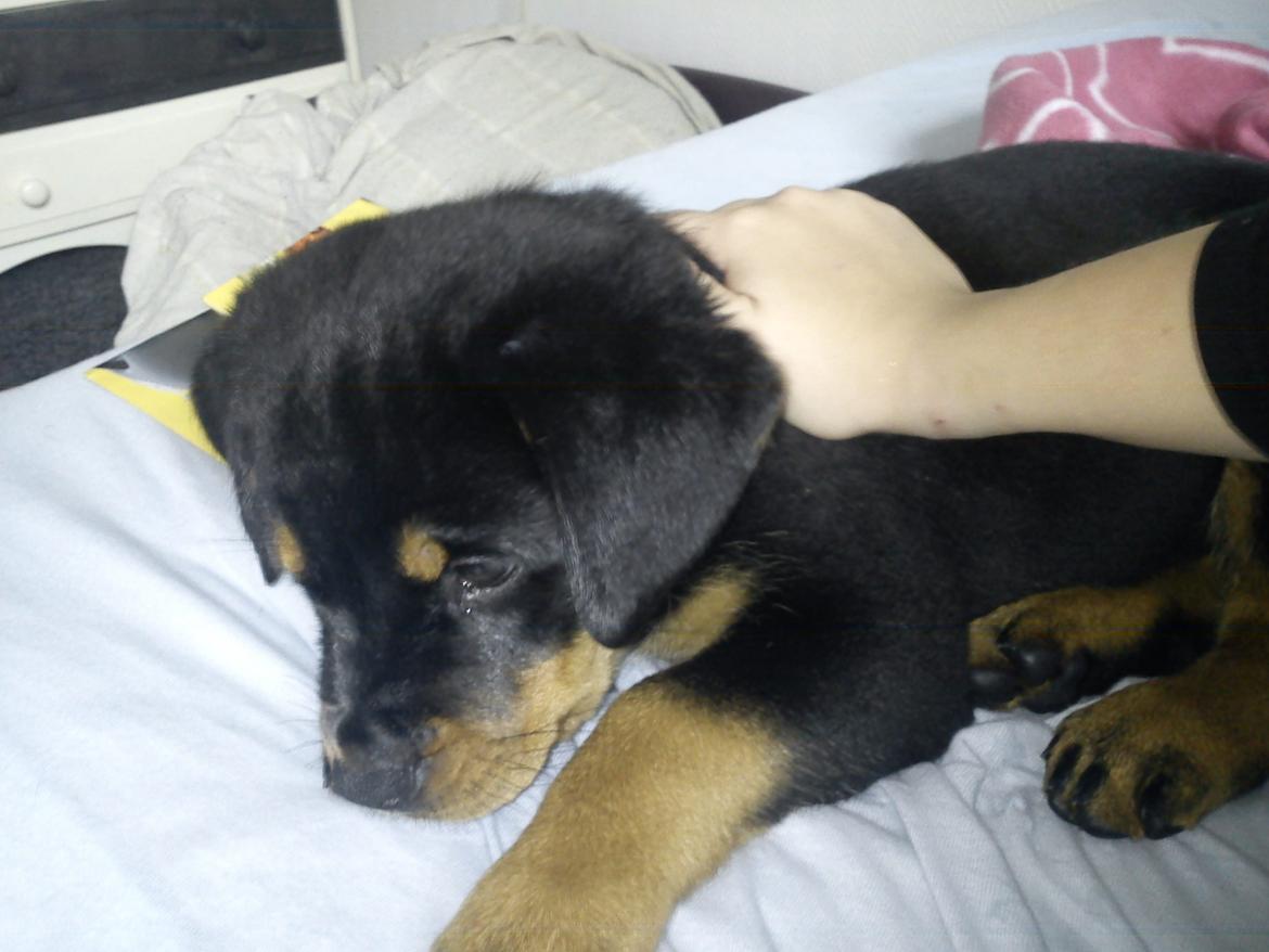 Rottweiler milla billede 8