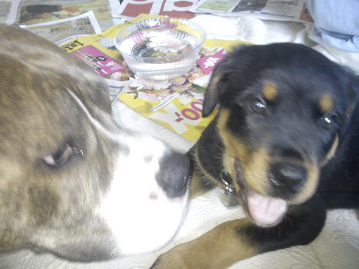 Rottweiler milla billede 9