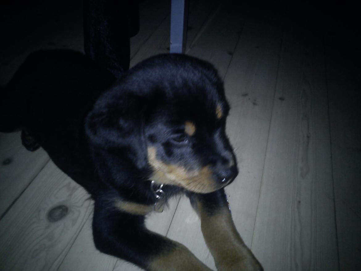 Rottweiler milla billede 10