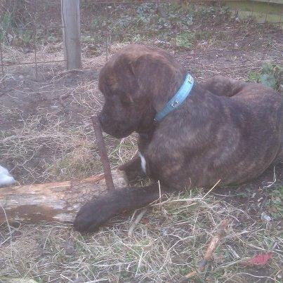 Dogo canario Simba billede 8