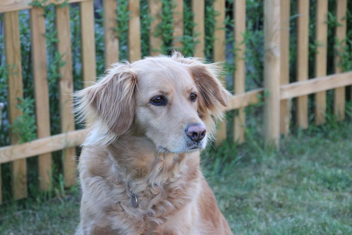 Golden retriever *-stald duk's-* sille<3 billede 1