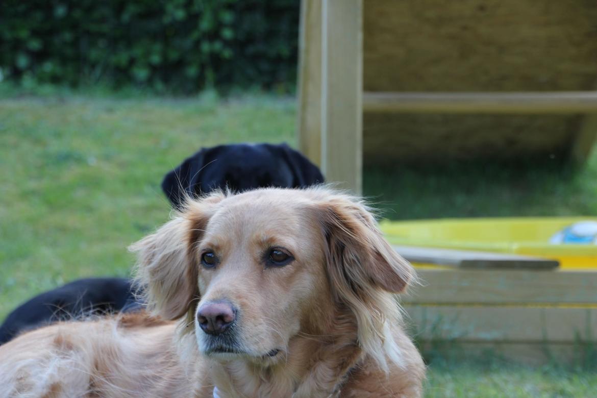 Golden retriever *-stald duk's-* sille<3 billede 4