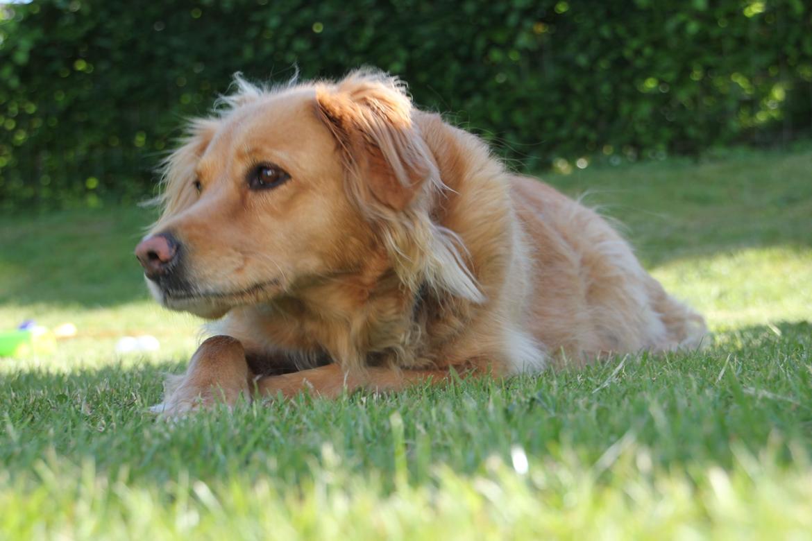 Golden retriever *-stald duk's-* sille<3 billede 6