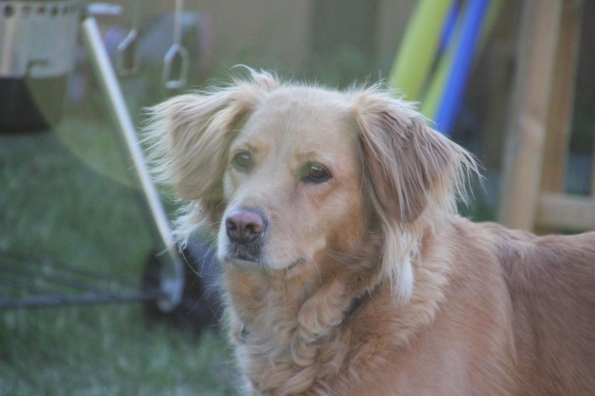 Golden retriever *-stald duk's-* sille<3 billede 5