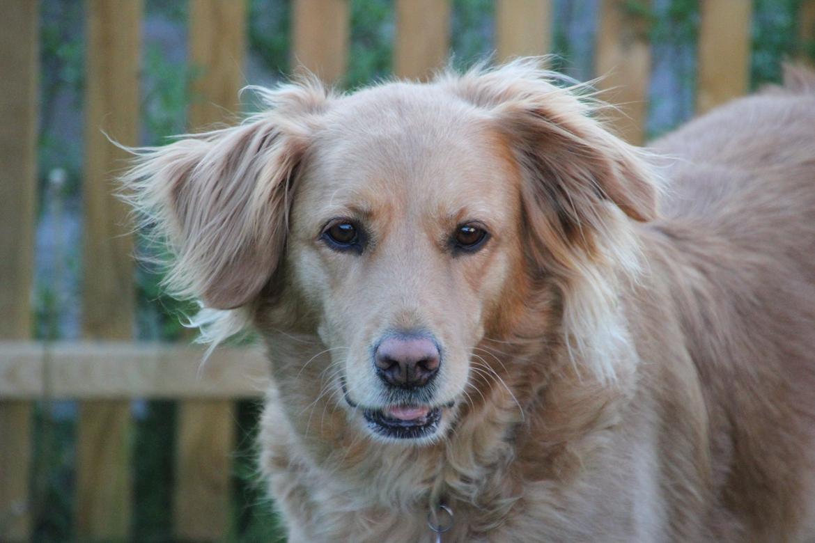 Golden retriever *-stald duk's-* sille<3 billede 3