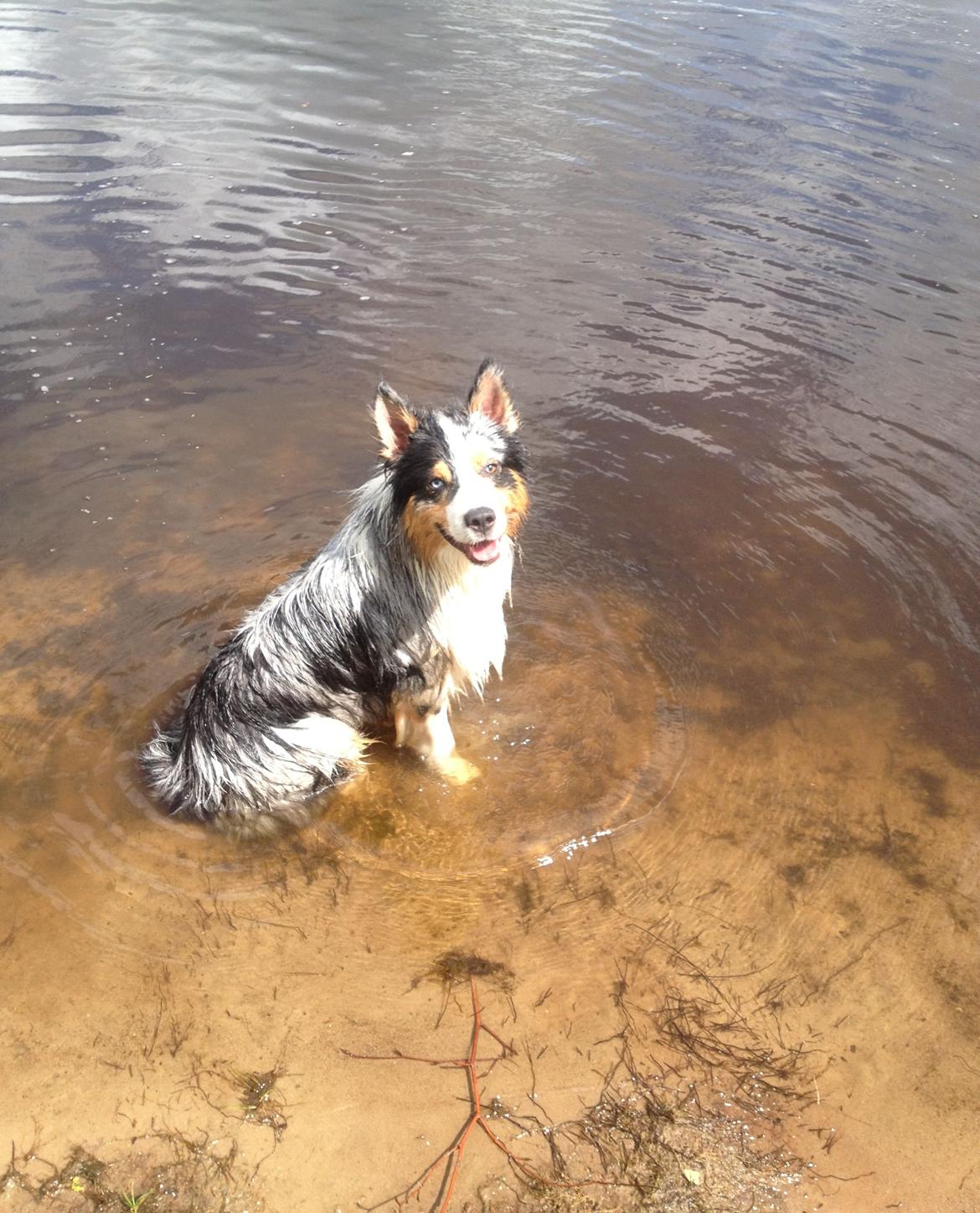 Australian shepherd Morgan <3 Sov sødt - En lørdag eftermiddag vi var i skoven, og Morgan var en tur i søen ;) (14½ måned gammel) billede 11