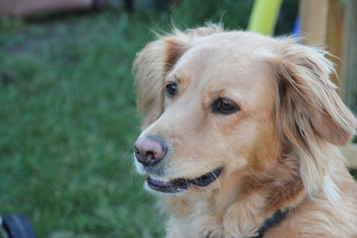 Golden retriever *-stald duk's-* sille<3 billede 2