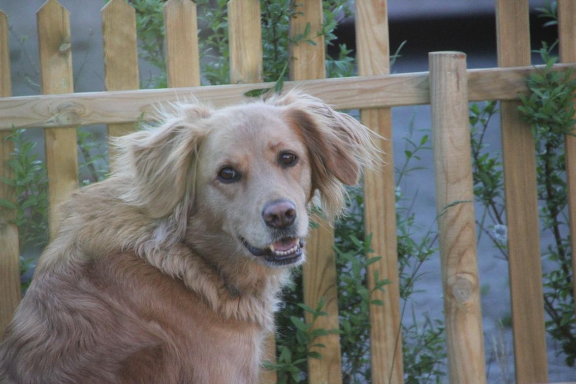 Golden retriever *-stald duk's-* sille<3 billede 8