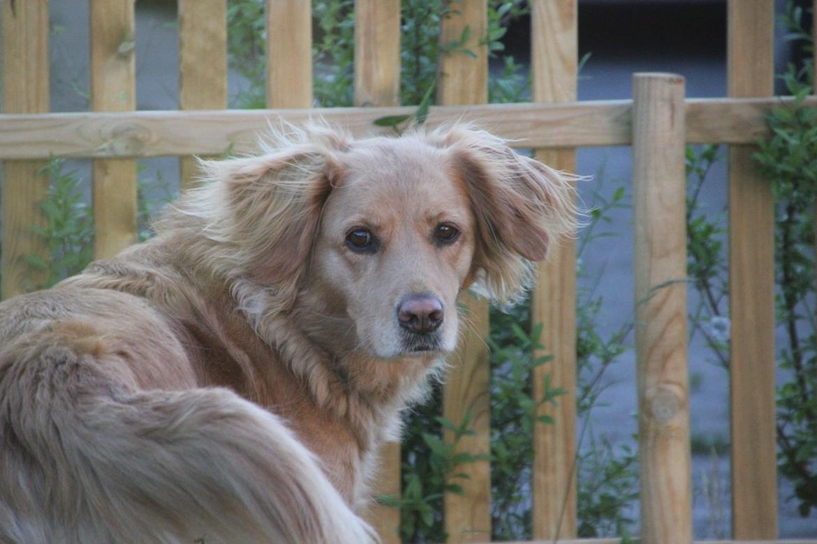 Golden retriever *-stald duk's-* sille<3 billede 9