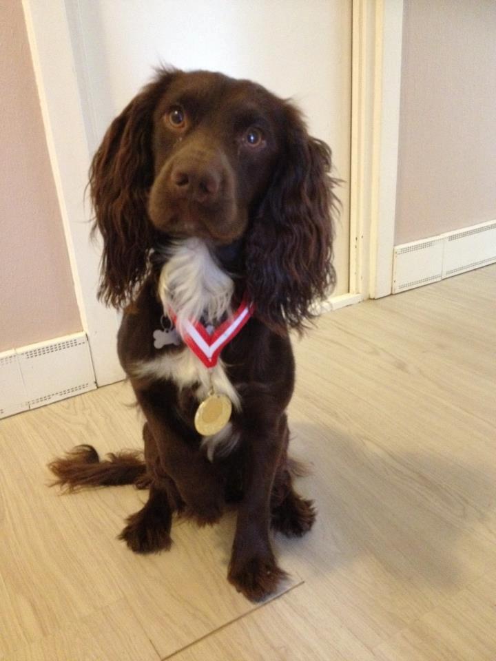 Field Trial Cockerspaniel Choko - Choko med sin fine guld medalje :o) billede 17