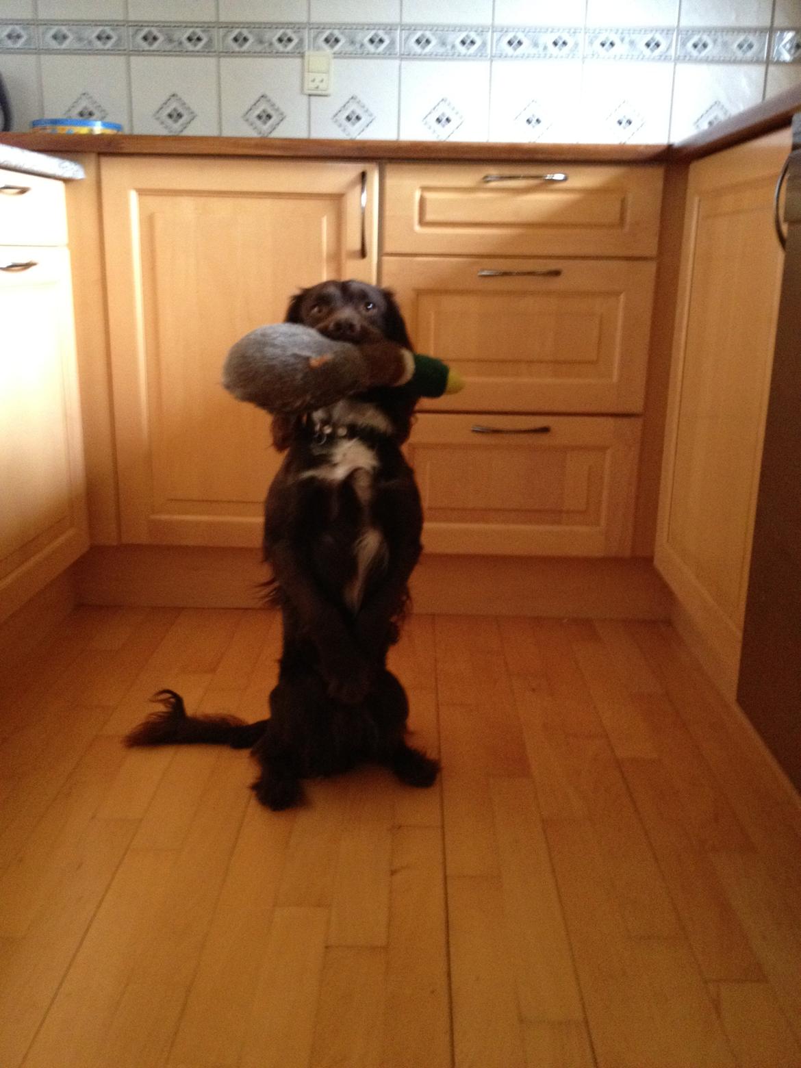 Field Trial Cockerspaniel Choko - Ja man er vel jagthund :o) billede 18