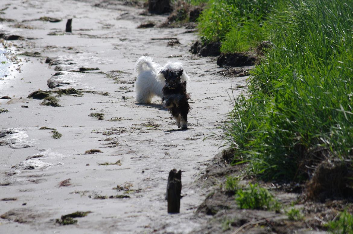 Løwchen Miss Daisy billede 6