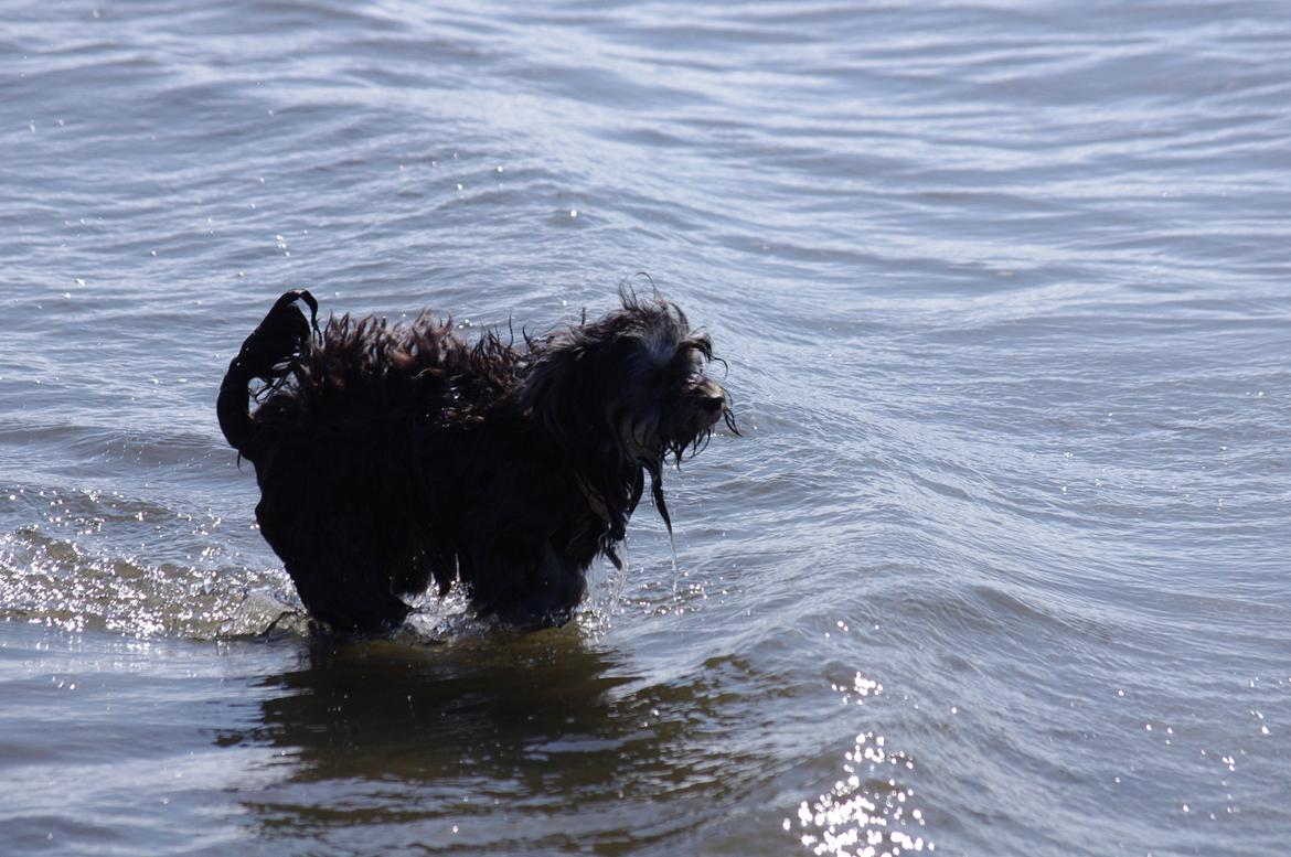 Løwchen Miss Daisy billede 8