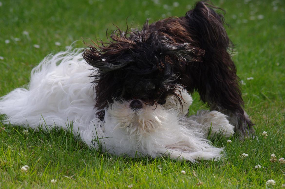 Løwchen Miss Daisy billede 13