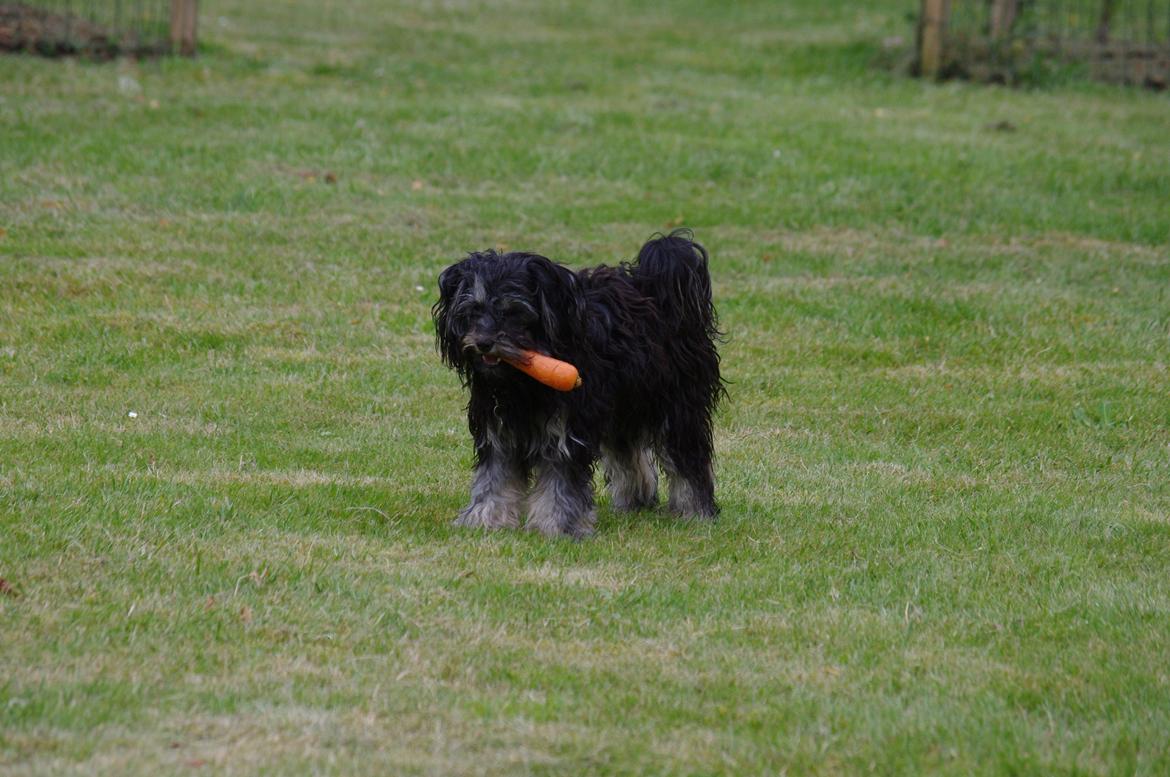 Løwchen Miss Daisy billede 16