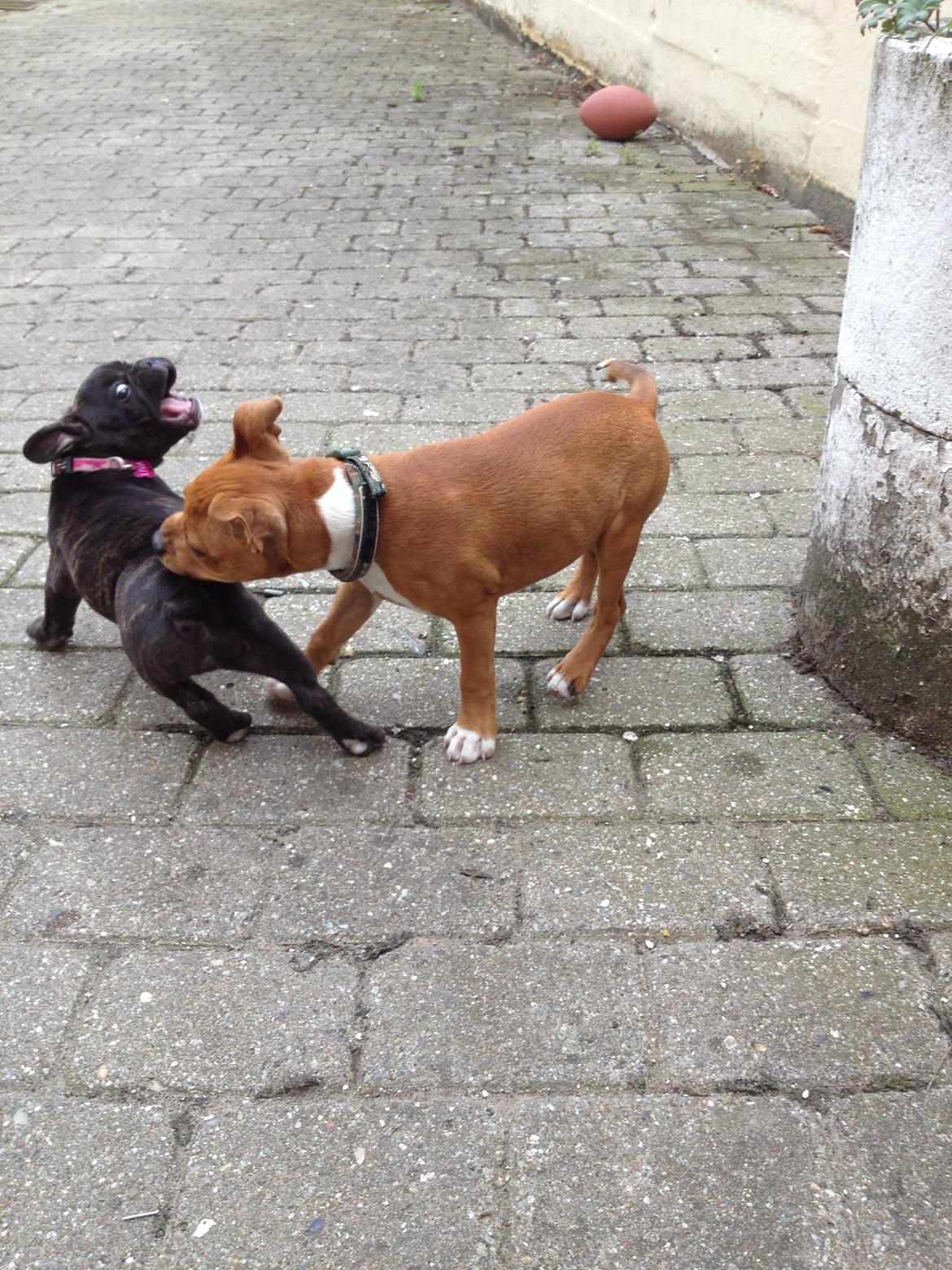 Fransk bulldog Liva - aaav bonzo! billede 14