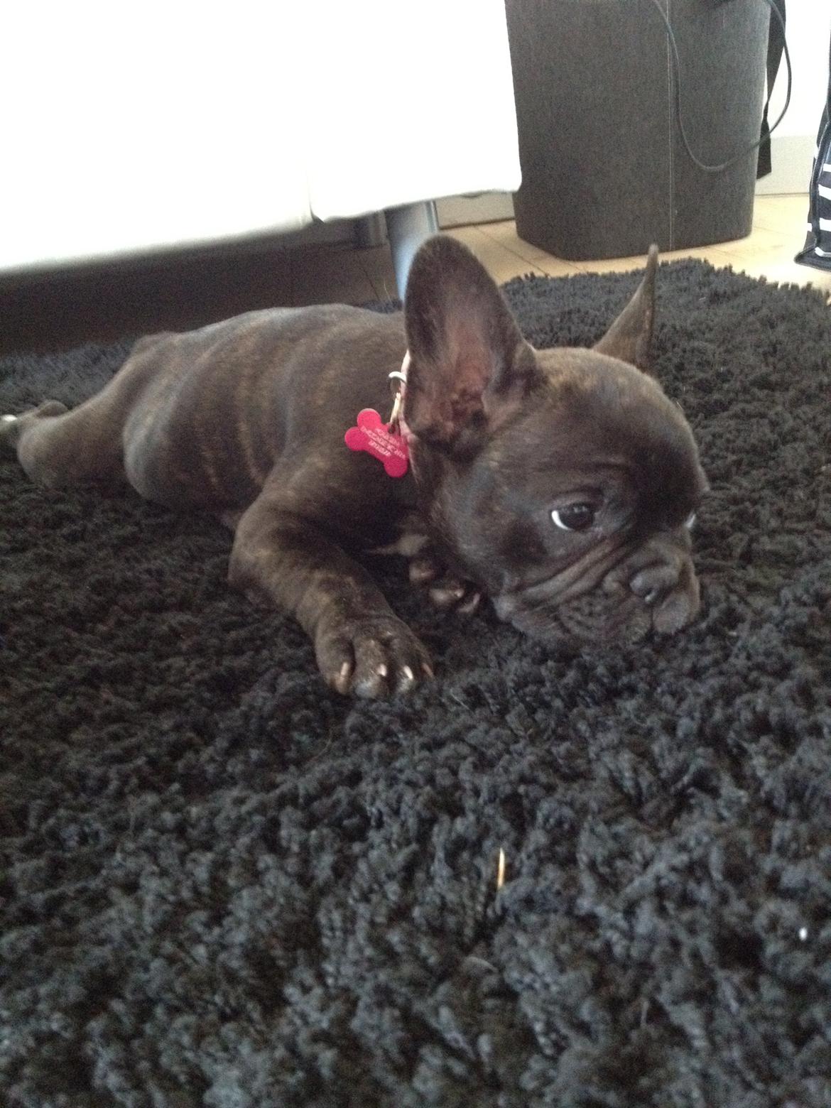 Fransk bulldog Liva billede 7