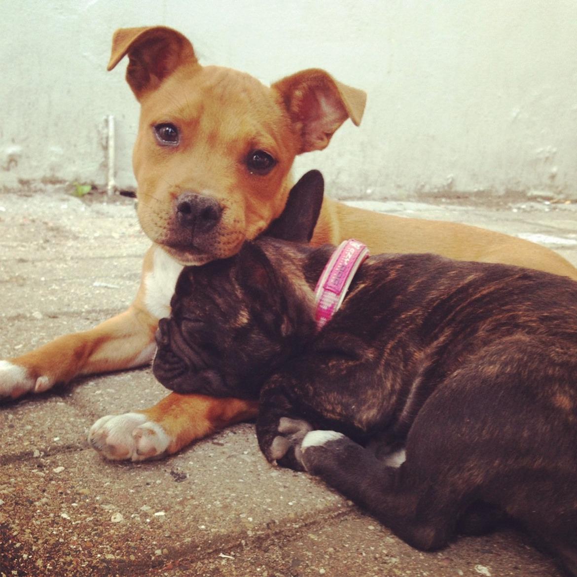 Fransk bulldog Liva - Er vi ikke søde... billede 15