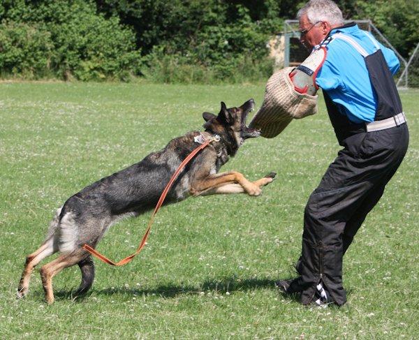 Schæferhund Glarbo Boogie billede 19