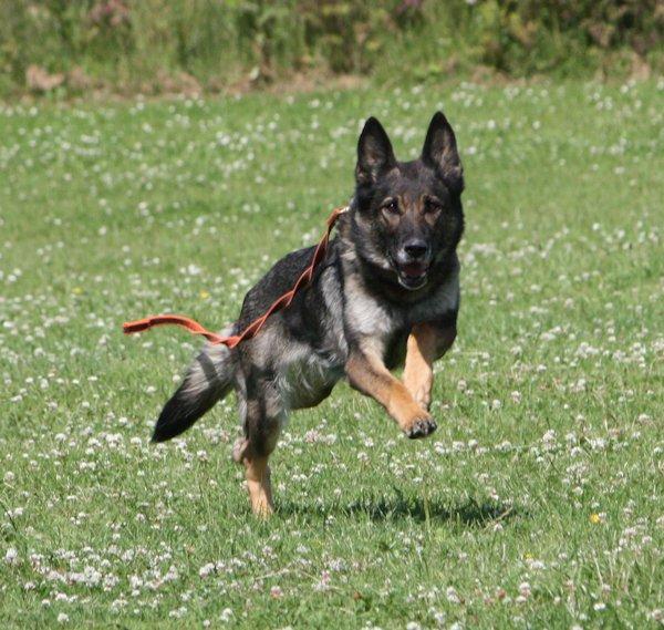 Schæferhund Glarbo Boogie billede 20