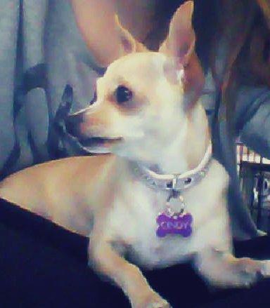 Chihuahua Cindy billede 5