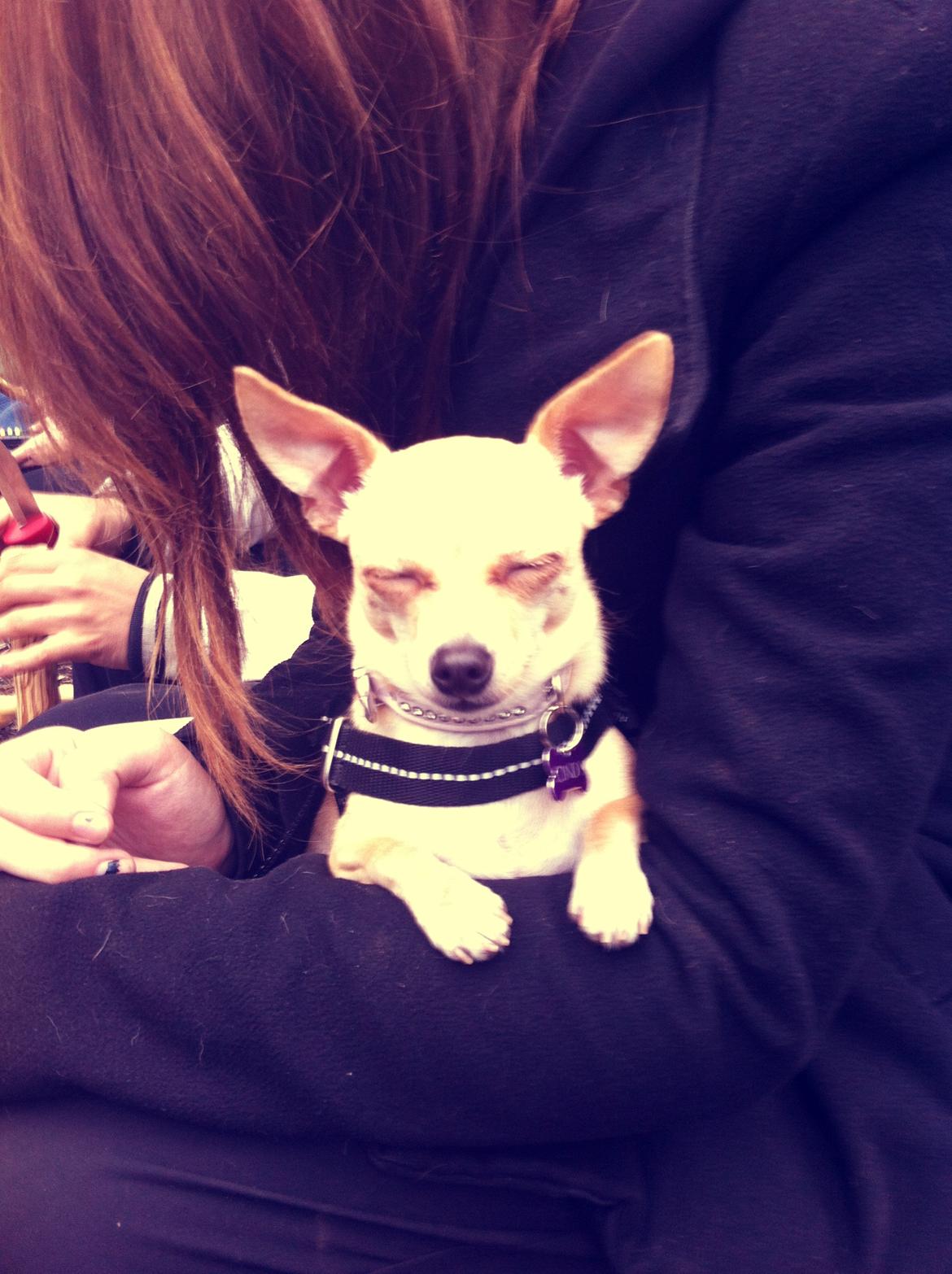 Chihuahua Cindy - uuh jeg er søvnig! zzZ zzZ.. billede 4