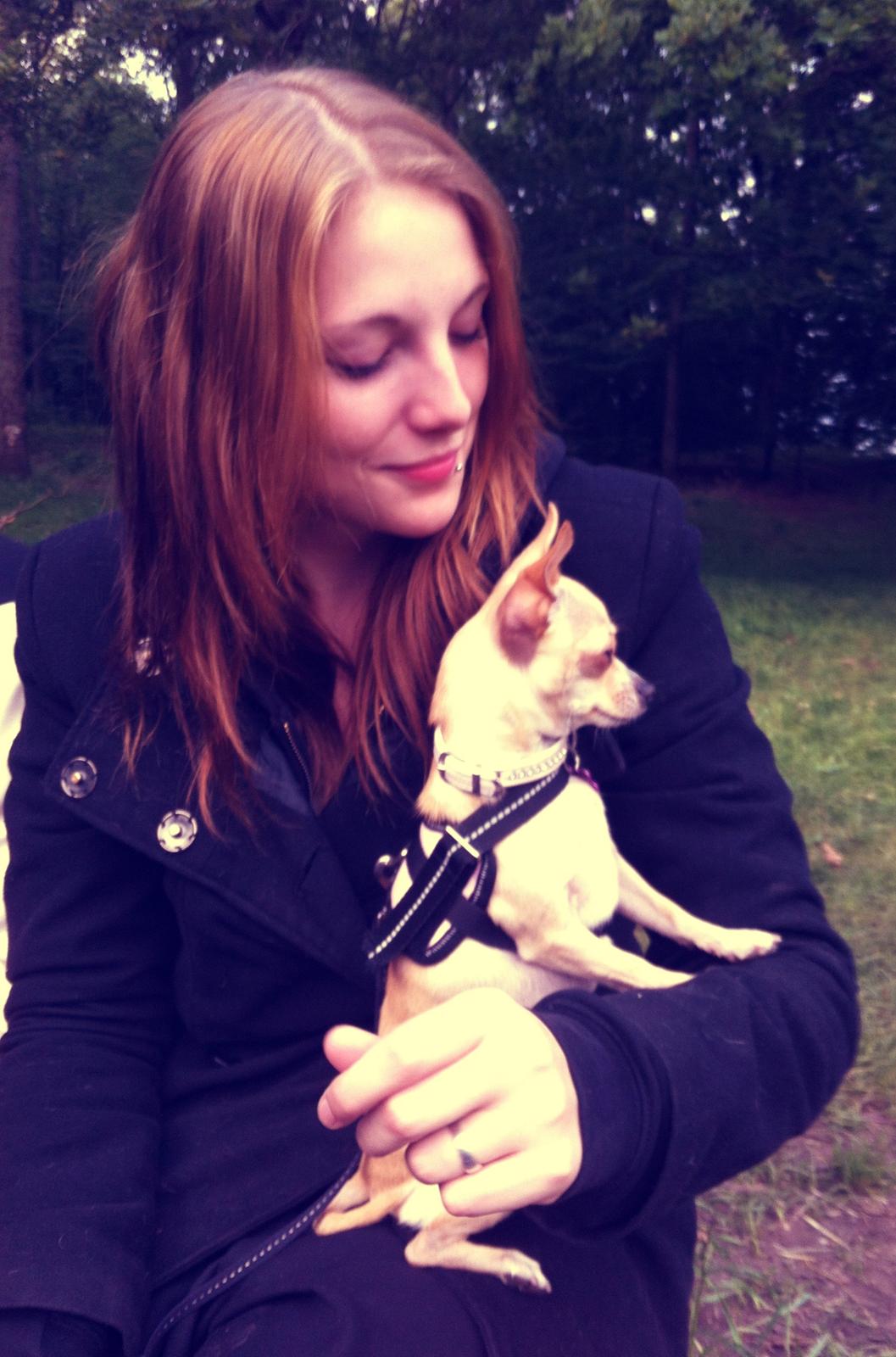 Chihuahua Cindy billede 1