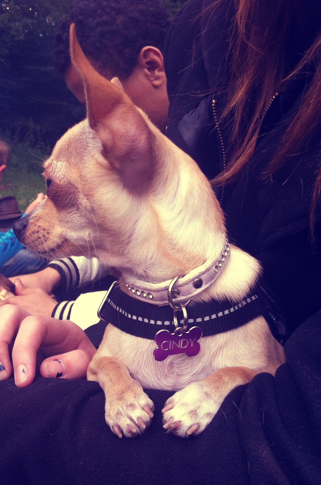 Chihuahua Cindy billede 3