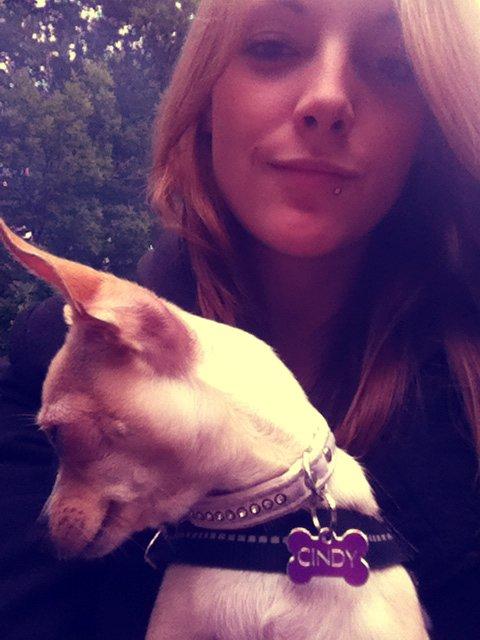 Chihuahua Cindy billede 2