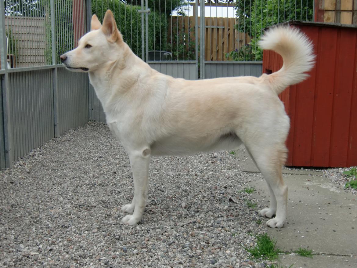 Canaanhund chancos naud(nanok) - Nanok i hundegården 2012 billede 10