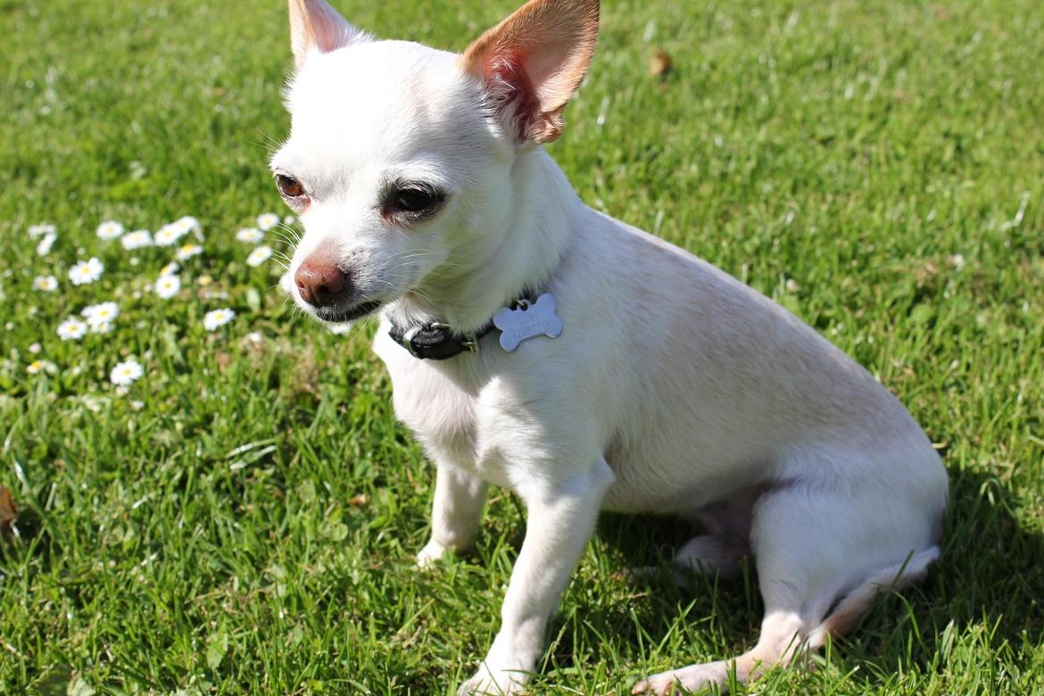 Chihuahua Gizmo billede 12