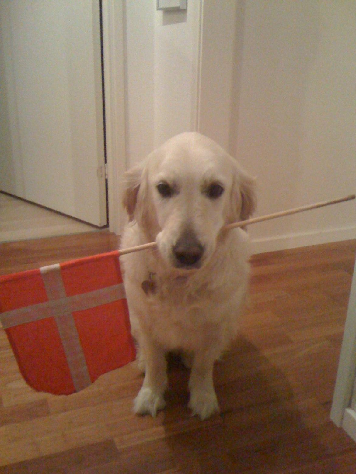 Golden retriever Alou - Alou til min fødselsdag <3 billede 10